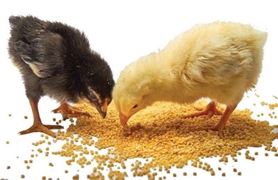 SỰ CĂNG THẲNG Ở GÀ CON CÓ THỂ LIÊN QUAN TỚI GALACTO - OLIGOSACCHARIDES CỦA ĐẬU NÀNH TRONG KHẨU PHẦN THỨC ĂN GÀ GIAI ĐOẠN ĐẦU