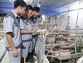 Những‘việc không nhẹ nhưng lương cao’ trong nông nghiệp [Bài 1] ‘Buồng hạnh phúc’ trong khu trại lợn
