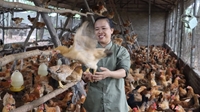 CHĂN NUÔI CÔNG NGHIỆP TỪ NĂNG SUẤT CAO ĐẾN CHĂN NUÔI CÓ TRÁCH NHIỆM