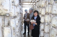 Chọn lọc thành công giống nấm sò PN1