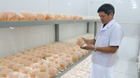 Chuyên gia giải đáp những thắc mắc về Đông trùng hạ thảo Rất tốt nhưng không phải thần dược