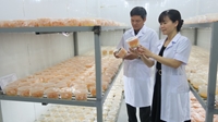 Khám phá công nghệ nuôi trồng loài nấm “nửa cây nửa con” của các nhà khoa học Việt