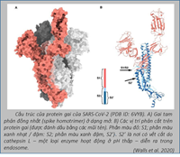 [VIROLOGY] Tại sao biến thể Delta lại nguy hiểm như vậy  3 3  QUÁ TRÌNH LÂY NHIỄM