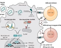 [VACCINE DEVELOPMMENT] Các tác dụng phụ khi tiêm vaccine COVID-19 NHỮNG ĐIỂM TÍCH CỰC