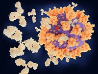 [DRUG DEVELOPMENT] Điều trị bằng kháng thể đặc hiệu có thể ngăn chặn các ca bệnh COVID tiến triển nặng