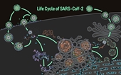 [VIROLOGY] Video về vòng đời lây nhiễm của virus SAR-CoV-2
