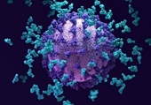 [DRUG DEVELOPMENT] “Siêu kháng thể” chống lại nhiều biến thể coronavirus