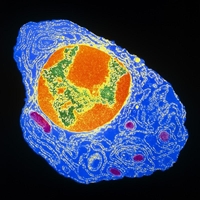 [VIROLOGY] Liệu cơ thể chúng ta có thể tạo ra kháng thể suốt đời sau khi đã mắc COVID