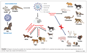 [VIROLOGY] Những Sự Thật và Suy Đoán về việc nhiễm SARS-CoV-2 ở Chó và Mèo