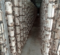 Nấm Vân chi - Loài nấm có giá trị dược liệu cao