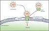 [CNSH ĐV] Tác động của virus SARS-CoV-2 lên sức khoẻ sinh sản nam giới – Phần 1