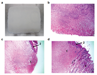 [CNVS – REVIEW] Định tính enzyme collagenase từ vi khuẩn không gây bệnh Lysinibacillus sphaericus VN3