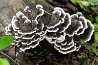 Tác dụng dược liệu của nấm Vân chi Trametes versicolor