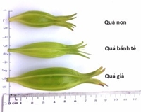 Nghiên cứu nhân giống in vitro cây dành dành Gardenia jasminoides ellis