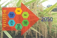 Những tiến bộ trong nghiên cứu phát triển Lúa gạo