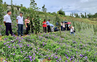 Cán bộ Học viện Nông nghiệp Việt Nam tham dự Hội thảo thúc đẩy liên kết phát triển cây dược liệu gắn với sản phẩm OCOP tỉnh Lào Cai