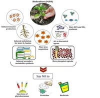 Vai trò của vi sinh vật vùng rễ kích thích sinh trưởng thực vật trong sản xuất nông nghiệp