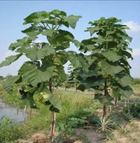 Nghiên cứu nhân nhanh in vitro cây hông Paulownia fortunei