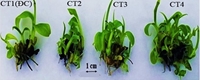 Đánh giá tác động của các chất hữu cơ đến giai đoạn nhân nhanh in vitro chuối tiêu Nam Mỹ Musa acuminata