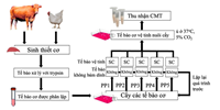 Thịt nuôi cấy Cultured Meat  Góc nhìn kỹ thuật và các thách thức đặt ra