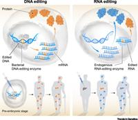 Phát triển của các liệu pháp chỉnh sửa RNA có thể thay thế công nghệ chỉnh sửa DNA dùng CRISPR