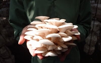 Giá trị dinh dưỡng của một số loài nấm sò Pleurotus spp