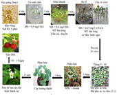 Nhân giống in vitro cây dâu tây giống SmiA nhập nội từ Mỹ