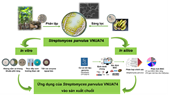 Phân tích in silico và in vitro phát hiện những tiềm năng sinh học của Streptomyces parvulus VNUA74 giúp canh tác chuối một cách bền vững
