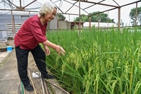 Đừng quên lãng bèo hoa dâu