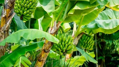 Nâng cao chất lượng cây con bằng việc bổ sung dầu neem như một phụ gia hữu cơ trong nuôi cấy in vitro chuối Cavendish