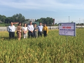 Đánh giá, nghiệm thu kết quả thực hiện cấp cơ sở nhiệm vụ “Chọn tạo giống lúa japonica phù hợp với chế biến dầu cám gạo tại Việt Nam”