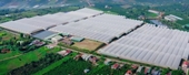 Sinh viên ngành Nông nghiệp công nghệ cao thực tập tại Đà Lạt Hasfarm