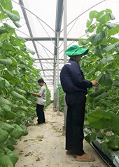 Trải nghiệm thực tập hè tại Nông trường WinEco Tam Đảo của sinh viên ngành Nông nghiệp công nghệ cao