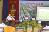 Hội thảo lúa Lai thơm 6