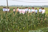 Mô hình sản xuất hai giống ngô nếp lai HUA601 và ADI688 có năng suất và chất lượng cao tại tỉnh Hải Dương