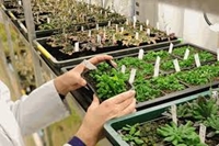 Thực trạng ngành giống cây trồng Việt Nam và định hướng phát triển