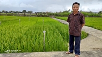 Những người tiên phong Nhà khoa học trọn đời nghiên cứu lúa lai