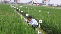 Nhà nông học Nguyễn Thị Trâm chia sẻ kinh nghiệm tạo giống lúa lai