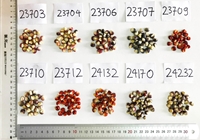 Đổi mới sáng tạo trong chọn tạo giống để phát triển các giống ngô chất lượng làm đặc sản tại Việt Nam