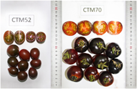 Sàng lọc và phát triển các nguồn cà chua phục vụ chọn tạo giống cà chua ăn tươi chất lượng cao Baby Socola