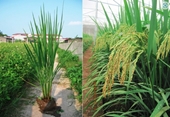 Con đường phát triển và những tín hiệu tốt đối với lúa lai Việt Nam