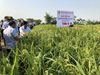 Hiệu quả sản xuất giống lúa Lai thơm 6 tại tỉnh Phú Thọ