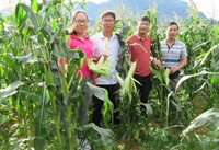 Nghiên cứu và phát triển các giống ngô thực phẩm chất lượng cao phục vụ ăn tươi