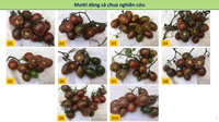 Nghiên cứu ưu thế lai và khả kết hợp về năng suất, chất lượng giữa các dòng cà chua cherry tím, đỏ, vàng