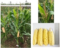 Phân tích đa dạng di truyền của các vật liệu ngô nếp vàng bằng kiểu hình và chỉ thị phân tử SSR