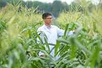 Nhà khoa học Việt tạo giống ngô ngọt ăn liền