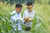 Độc lạ giống ngô không cần chế biến, ăn như hoa quả