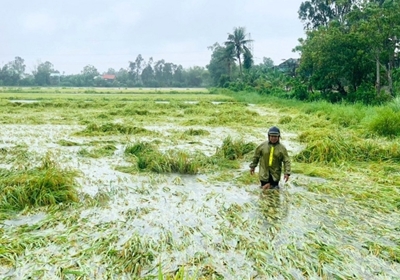 Bão số 3 có thể gây ngập úng 20 000 ha diện tích sản xuất