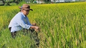 Lúa lép ở Bắc Trung bộ Nguyên nhân và góc nhìn khoa học