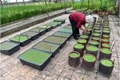 Đừng quên lãng bèo hoa dâu